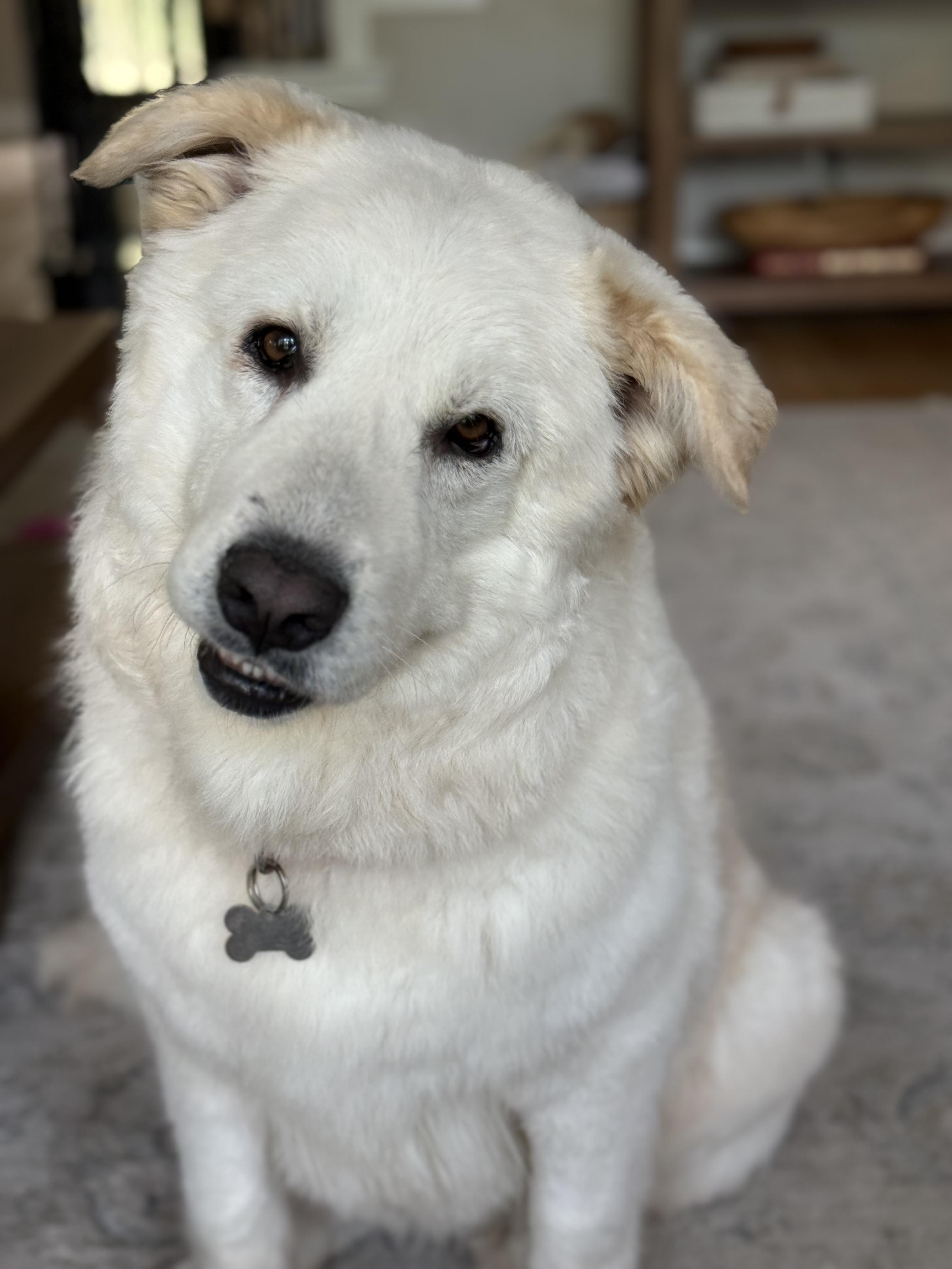 Enlarge Gracie, a ADOPTABLE mixed breed in Plano, TX image 1/6