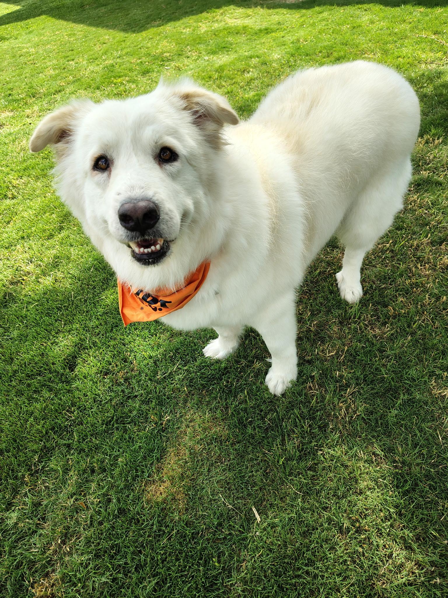 Gracie, adoptable, Adult Female Great Pyrenees.