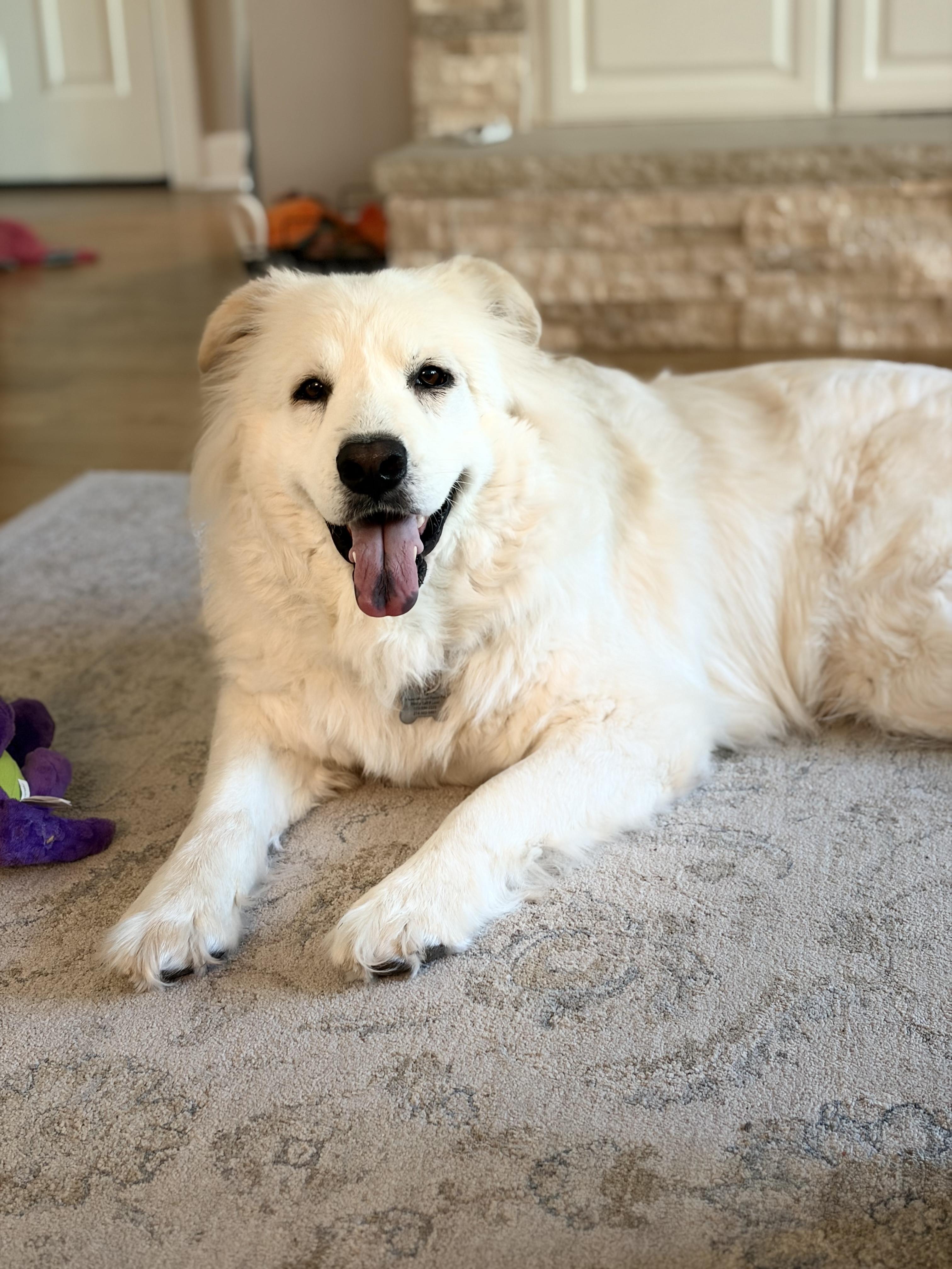 Enlarge Gracie, a ADOPTABLE mixed breed in Plano, TX image 6/6