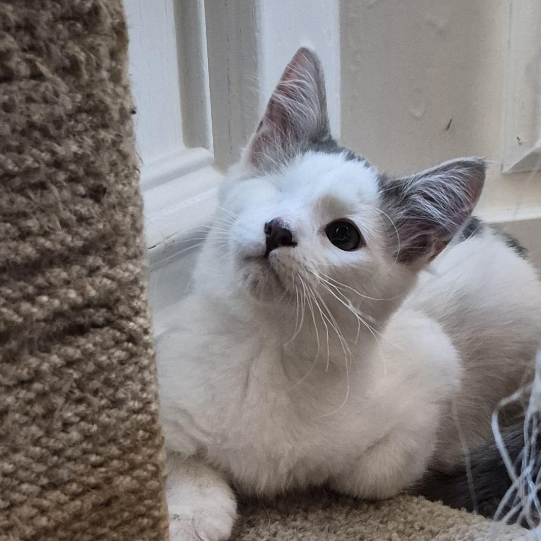 Enlarge Flex Hunt, an adopted Domestic Short Hair in Denver, CO image 3/6