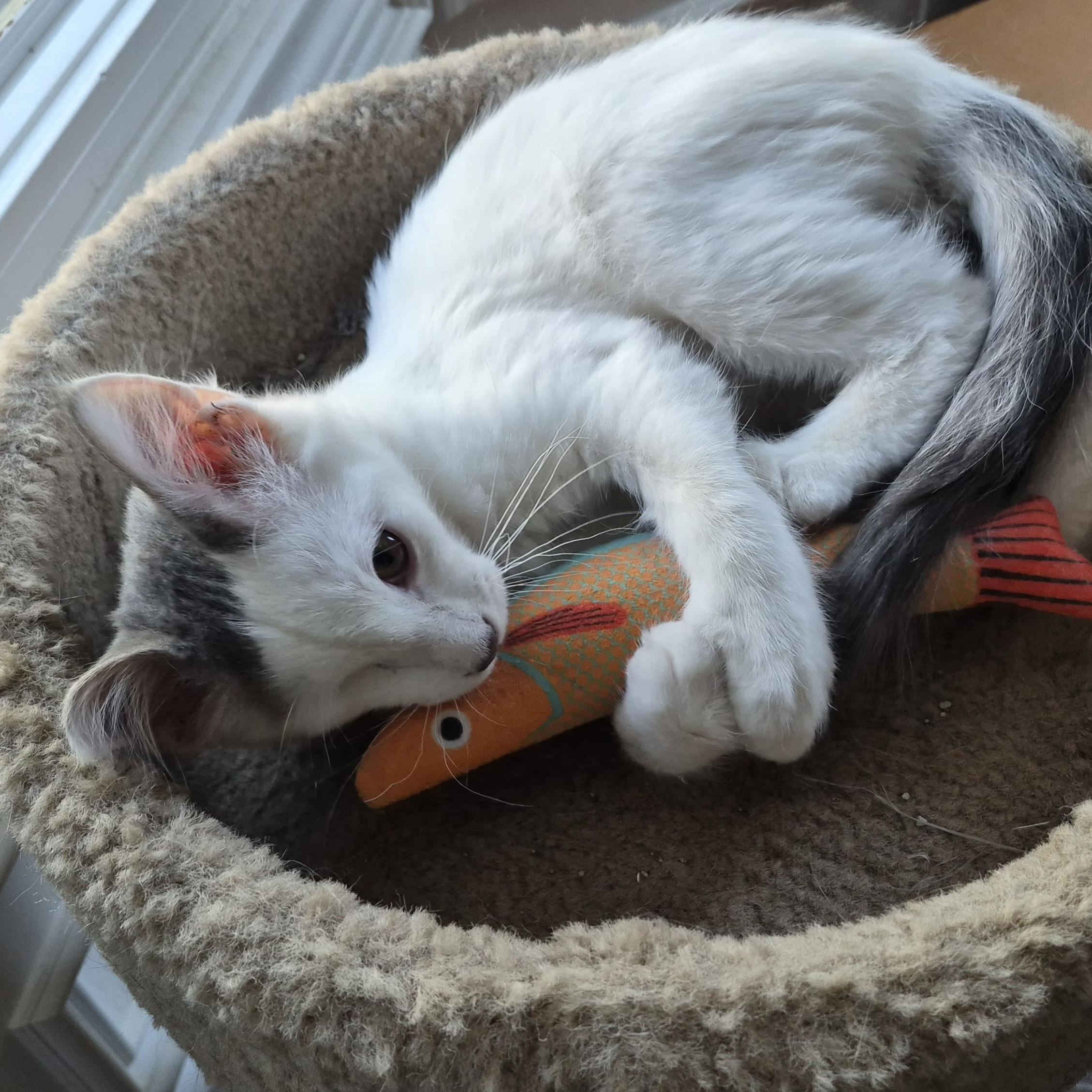 Enlarge Flex Hunt, an adopted Domestic Short Hair in Denver, CO image 2/6