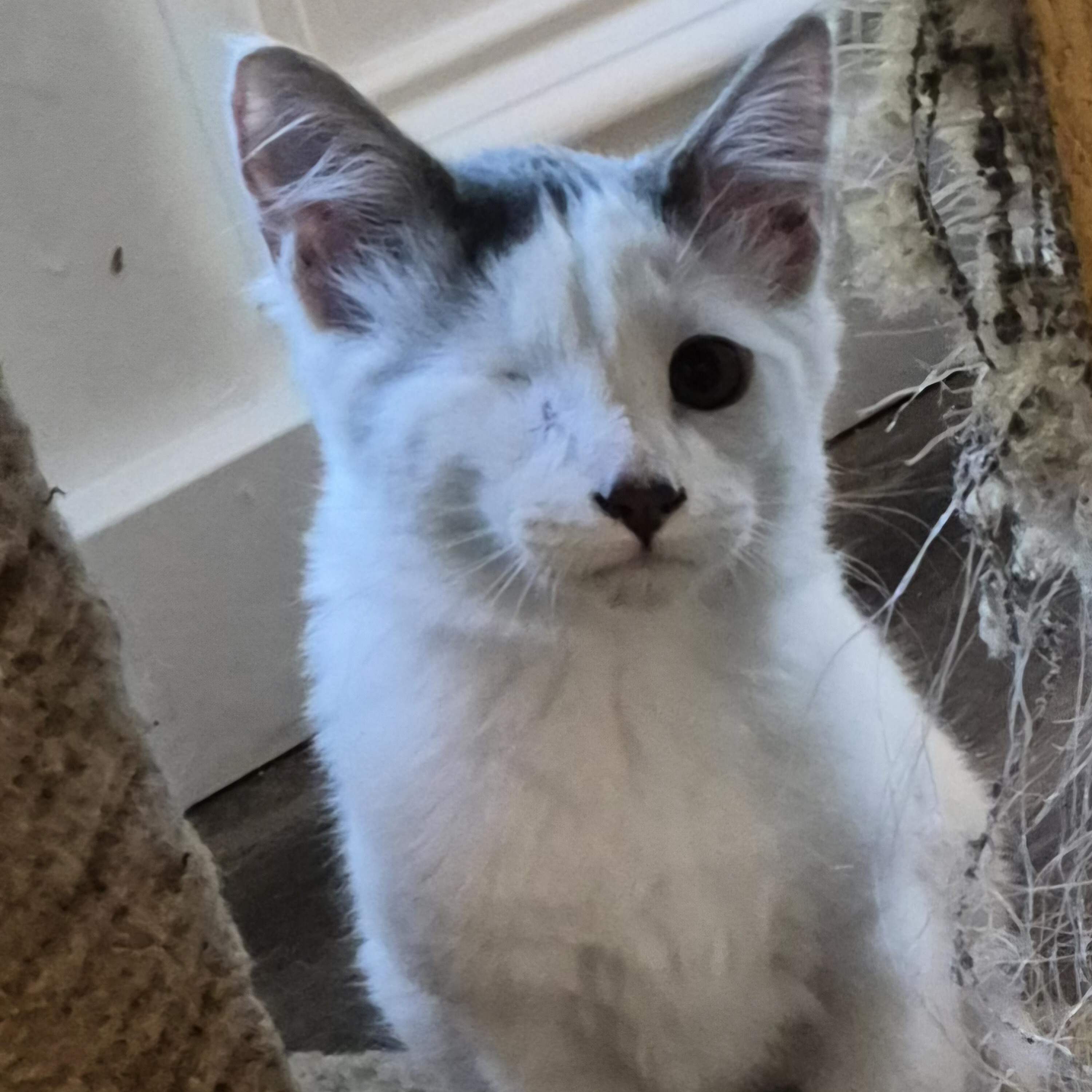 Enlarge Flex Hunt, an adopted Domestic Short Hair in Denver, CO image 5/6