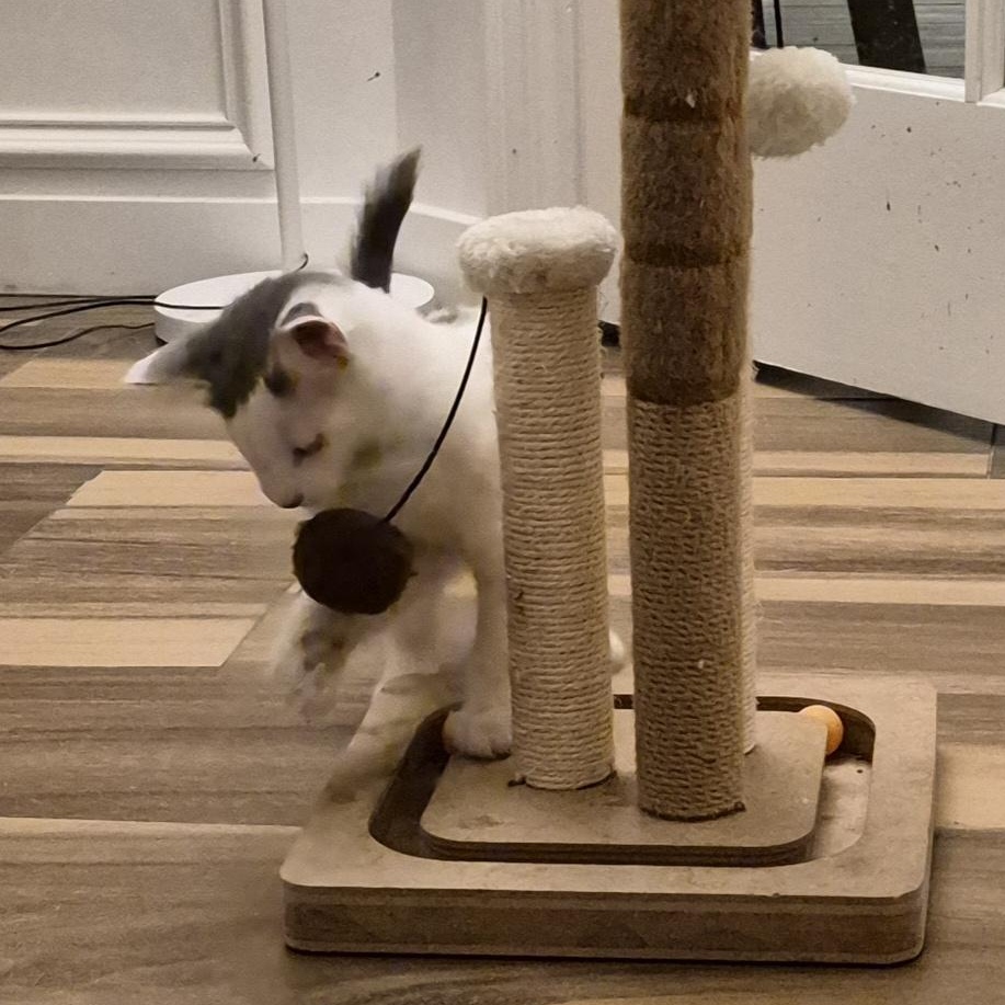 Enlarge Flex Hunt, an adopted Domestic Short Hair in Denver, CO image 4/6