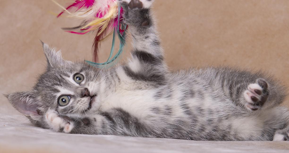 Mercy, a ADOPTABLE Domestic Medium Hair in Chicago, IL image 3/6
