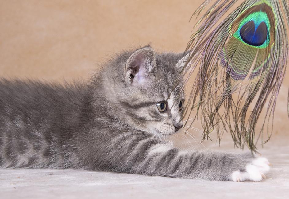 Mercy, a ADOPTABLE Domestic Medium Hair in Chicago, IL image 2/6