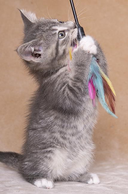 Mercy, a ADOPTABLE Domestic Medium Hair in Chicago, IL image 5/6
