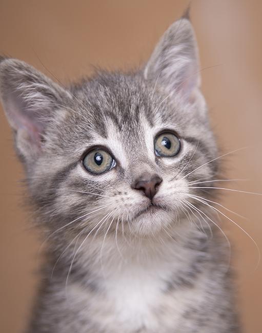 Mercy, a ADOPTABLE Domestic Medium Hair in Chicago, IL image 1/6
