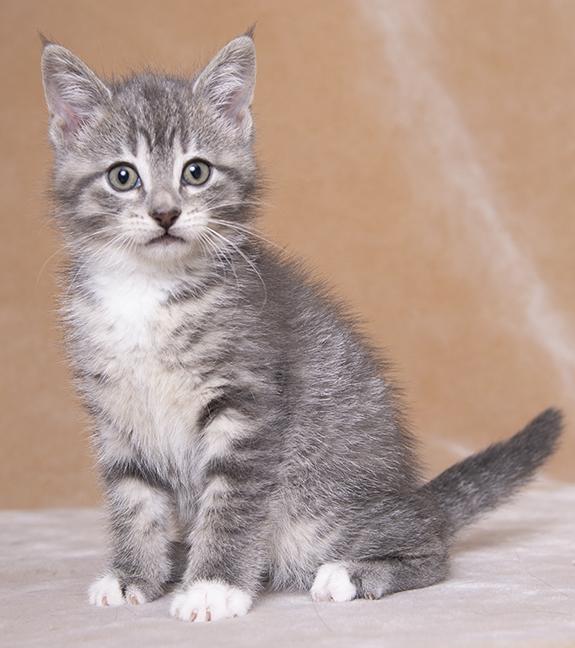 Mercy, a ADOPTABLE Domestic Medium Hair in Chicago, IL image 6/6