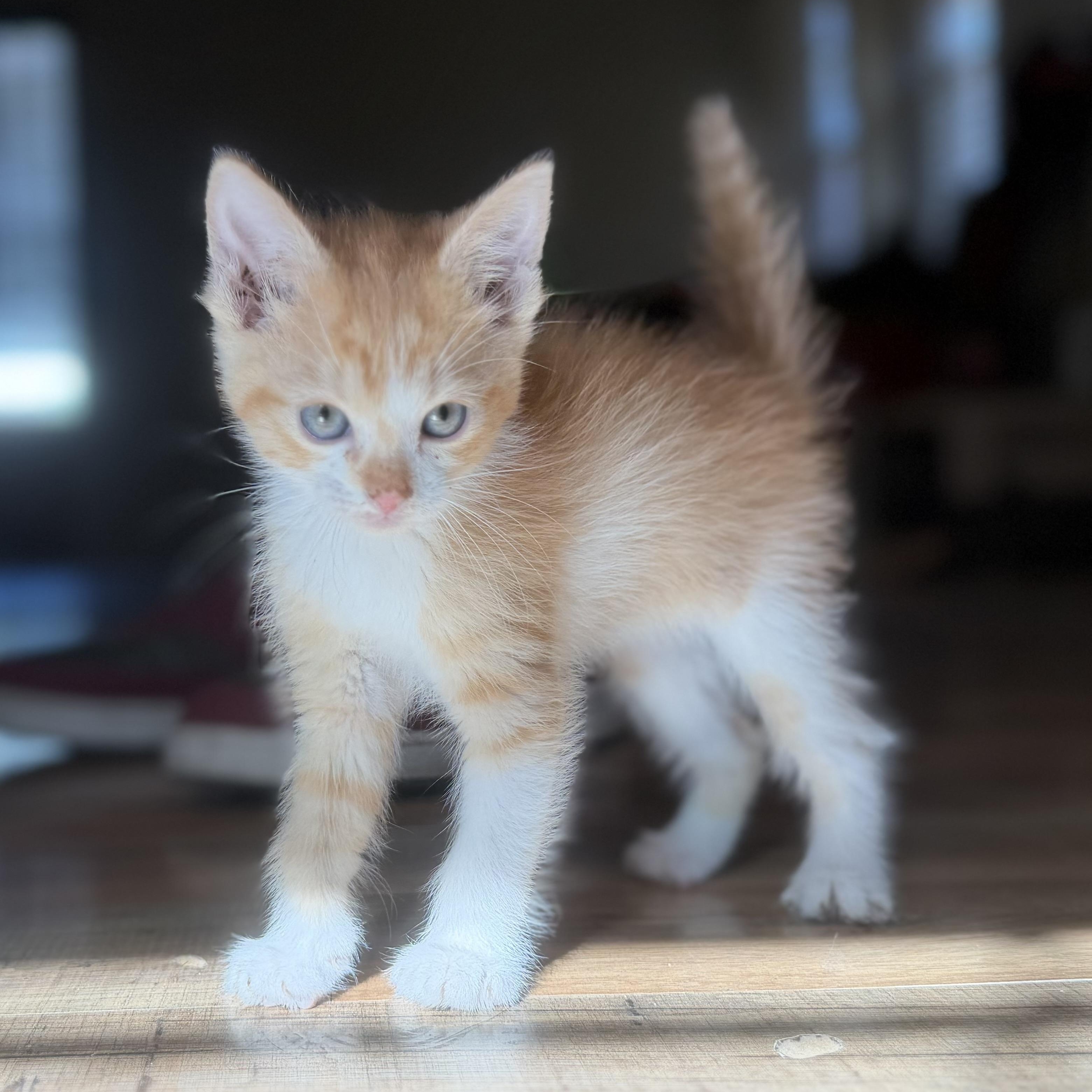 Enlarge Blathers, a Adoptable mixed breed in Marfa, TX image 2/2