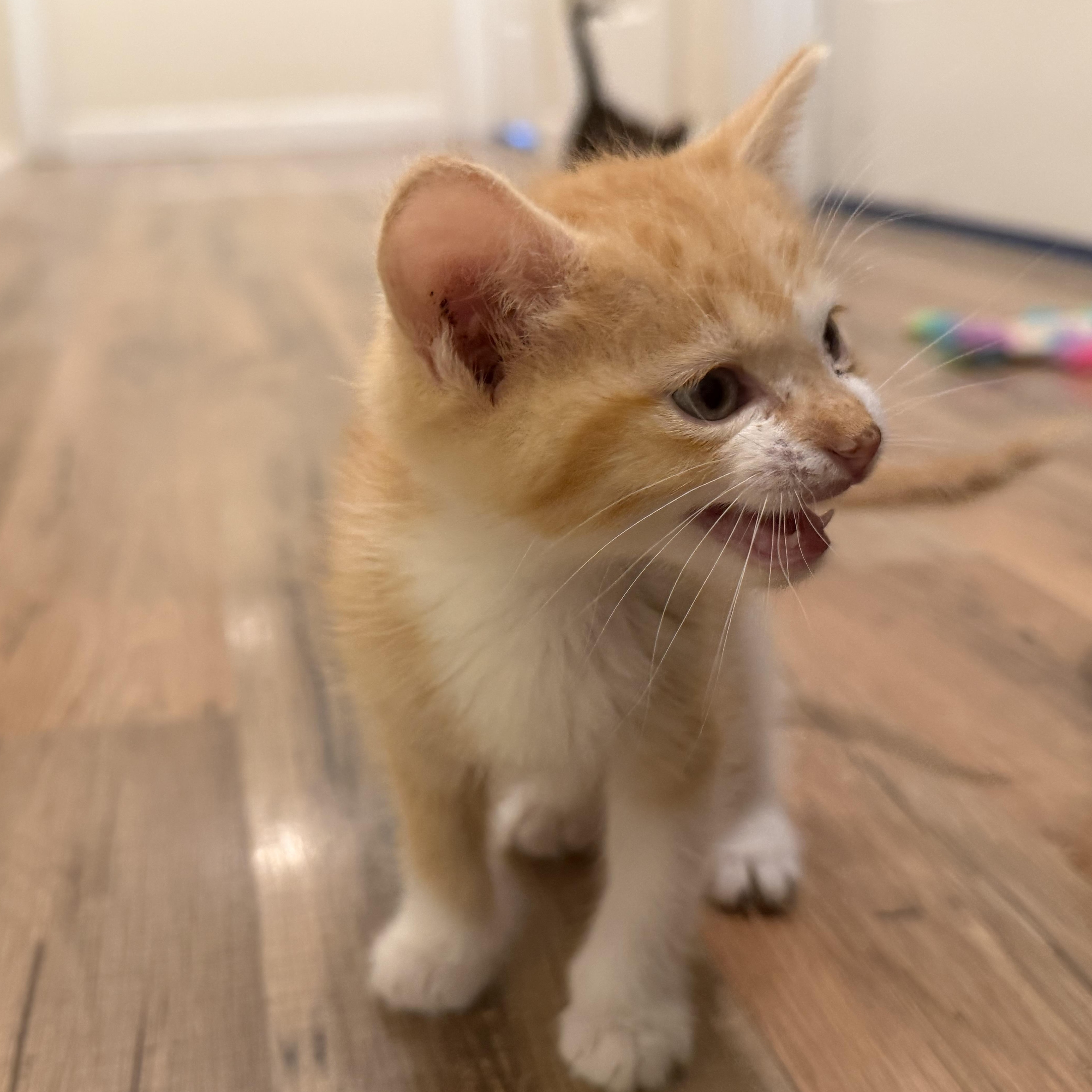 Blathers, Adoptable, Kitten Male Tabby.