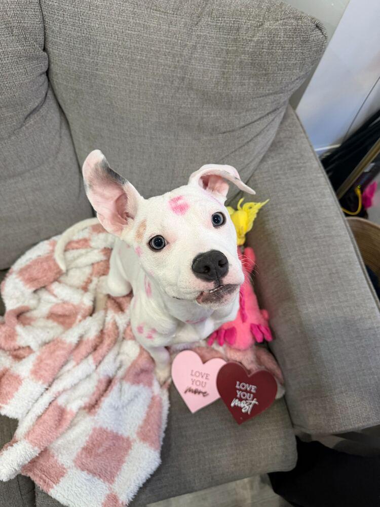 Wilson, Adoptable, Puppy Male Mixed Breed.