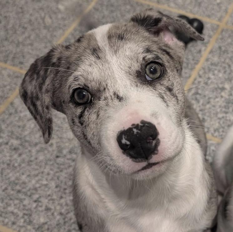 Travis, adopted, Puppy Male Catahoula Leopard Dog & Husky.