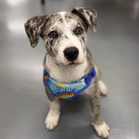 Enlarge Travis, an adopted mixed breed in Villa Park, IL, IL image 2/2