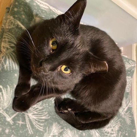 Spud, a Adoptable mixed breed in Chicago, IL image 3/3