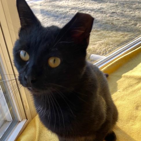 Spud, Adoptable, Young Male Domestic Short Hair.