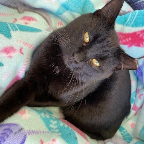 Spud, Adoptable, Young Male Domestic Short Hair.