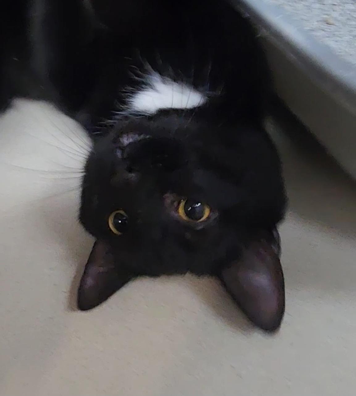 Enlarge Toni, a ADOPTABLE Domestic Short Hair in Tama, IA image 1/1