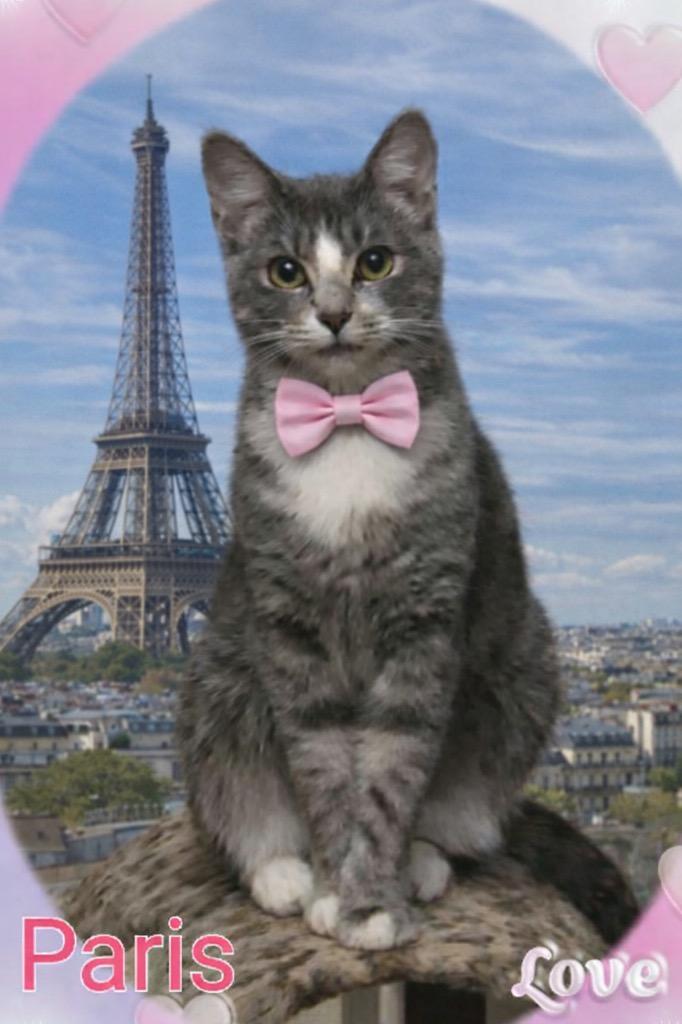 Paris Whitney Hilton, Adoptable, Young Female Domestic Short Hair.