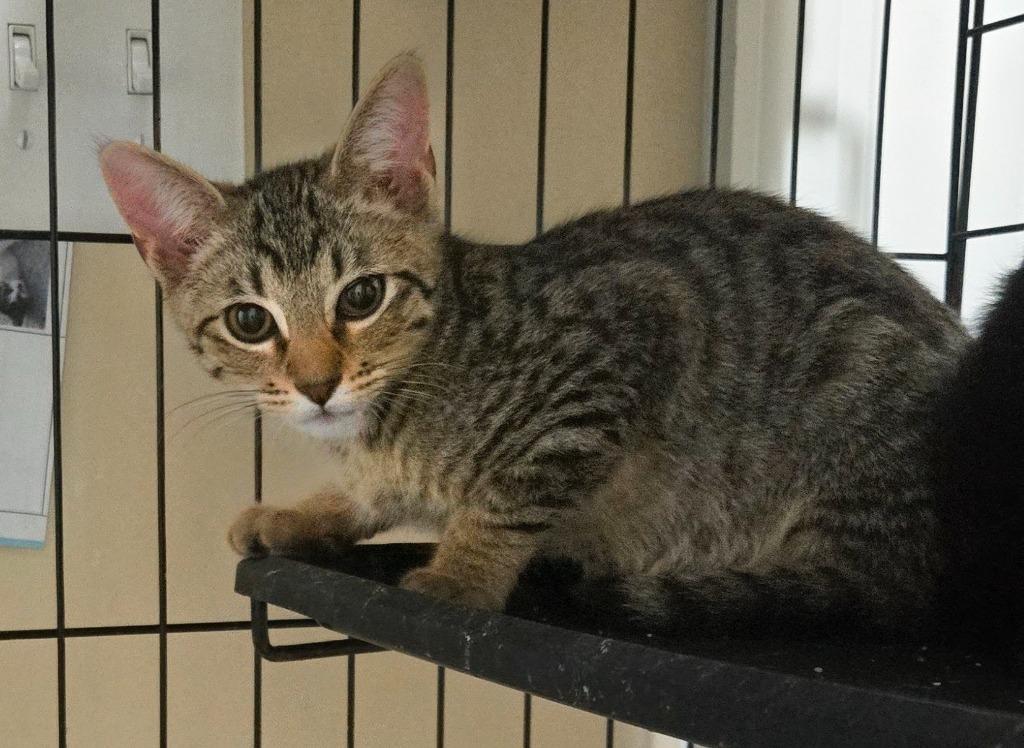 Enlarge Drift, a Adoptable mixed breed in Evans, GA image 1/1