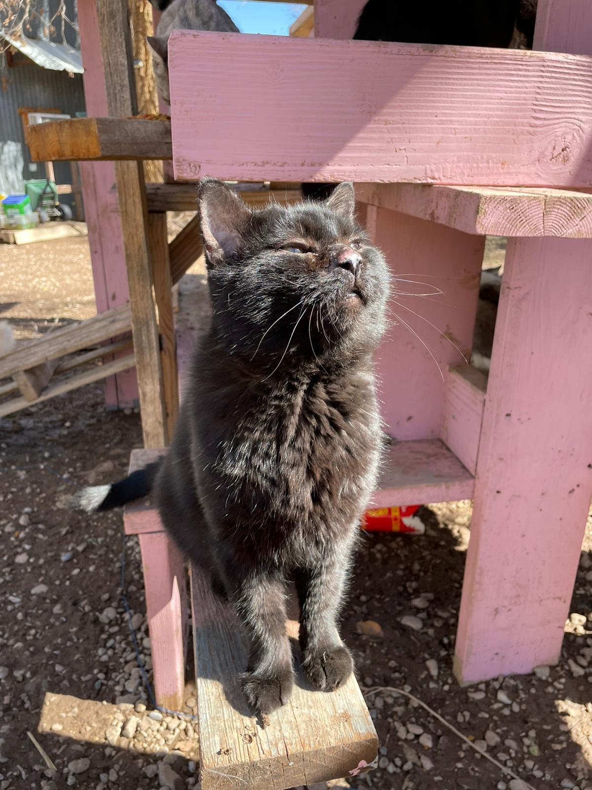 Enlarge Ash, a ADOPTABLE Domestic Short Hair in Roswell, NM image 1/3