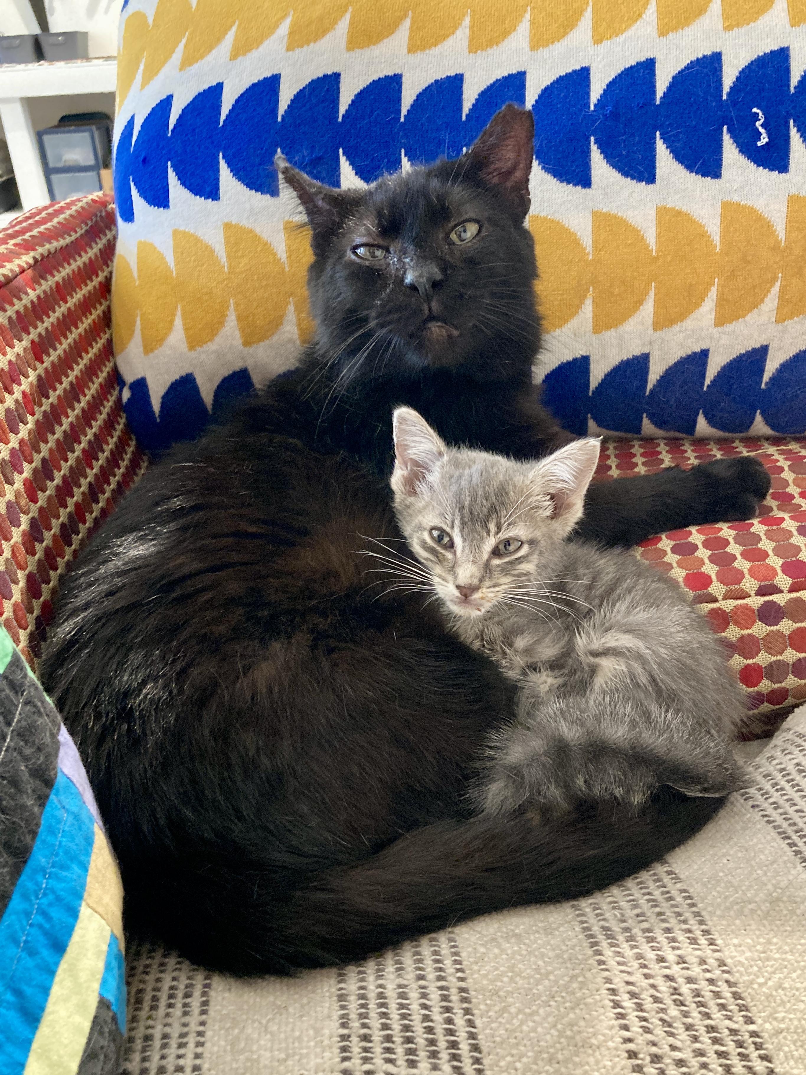 Enlarge Ash, a ADOPTABLE Domestic Short Hair in Roswell, NM image 3/3