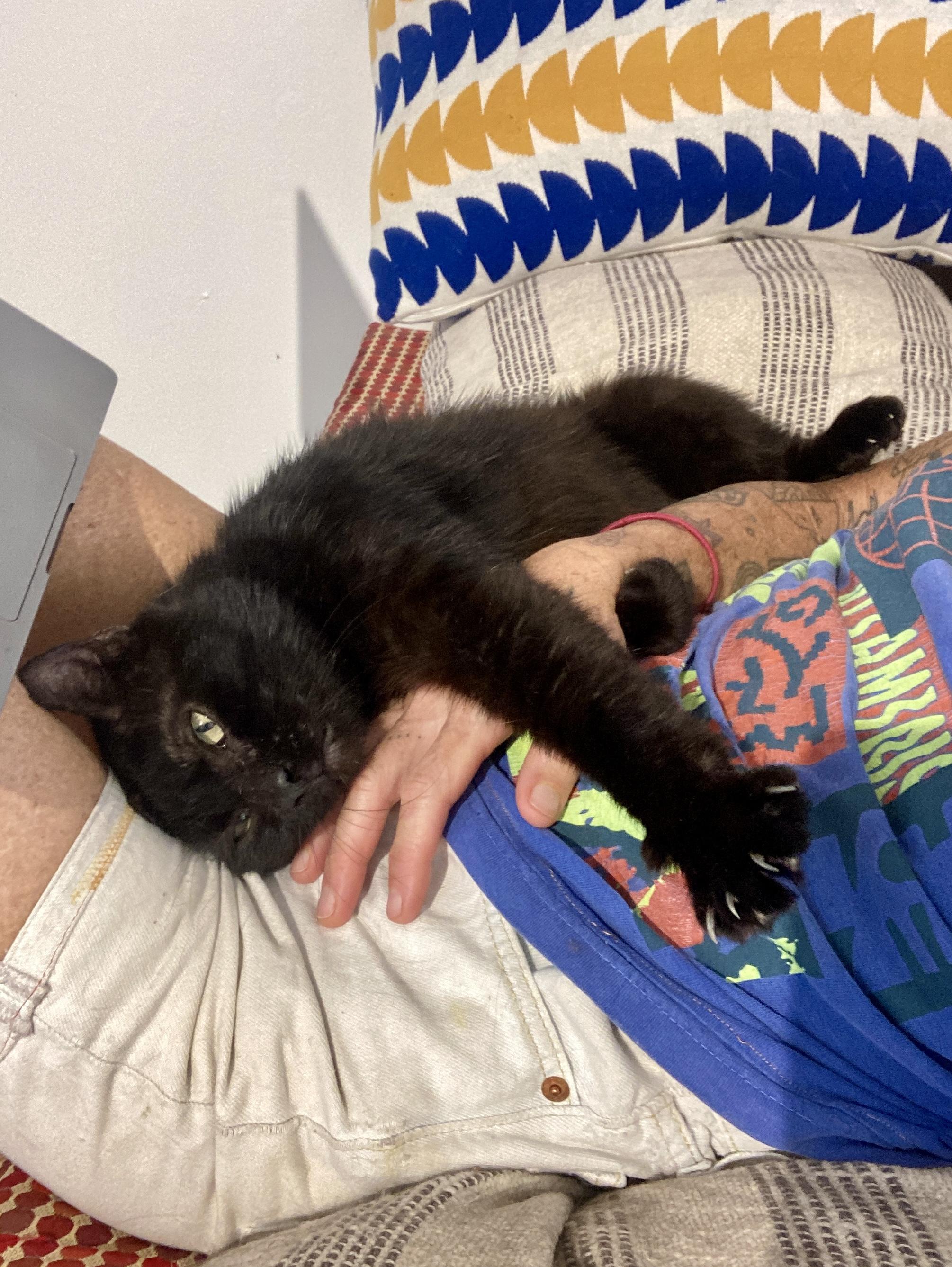 Enlarge Ash, a ADOPTABLE Domestic Short Hair in Roswell, NM image 2/3