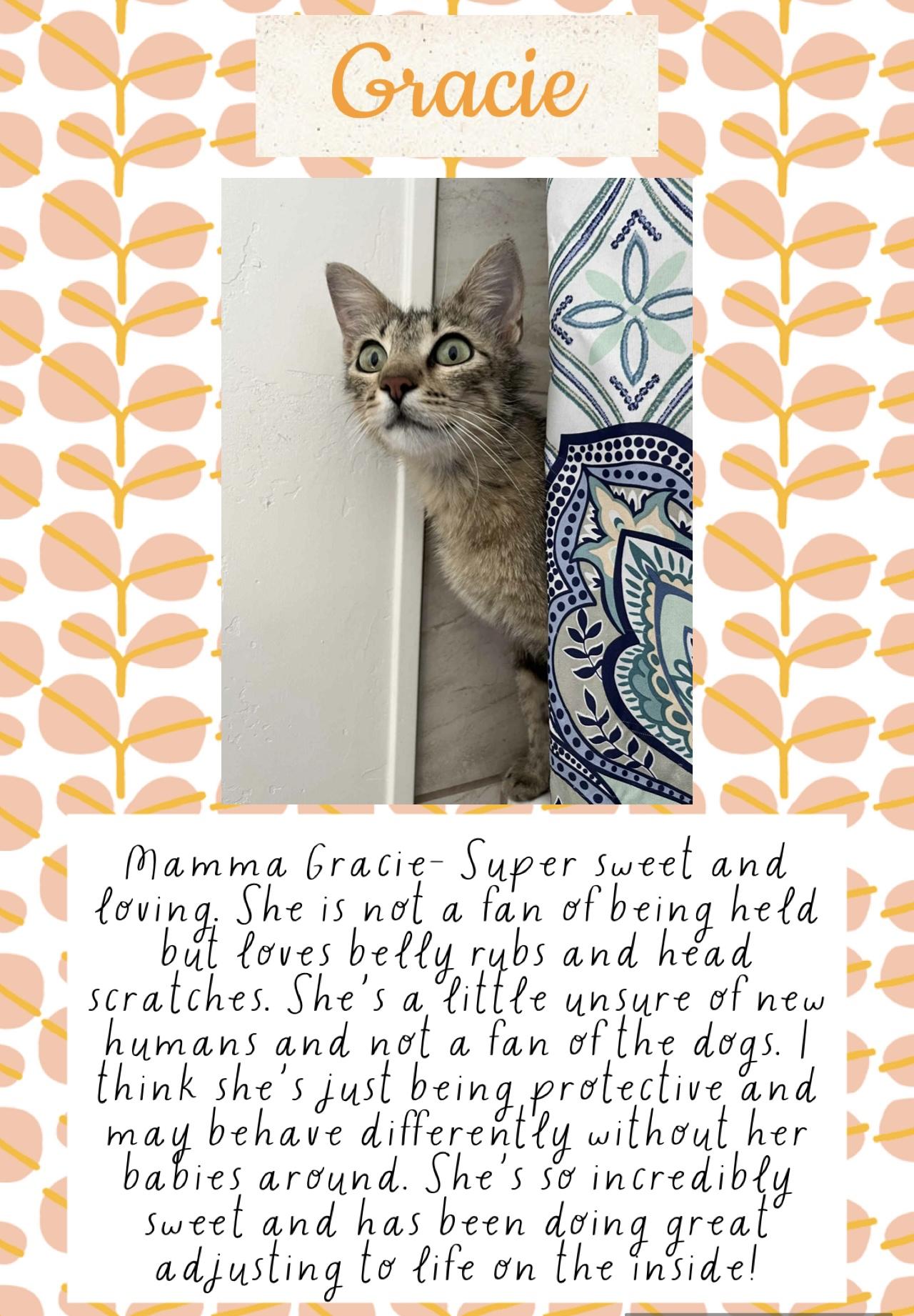 Enlarge Gracie, a Adoptable Tabby in Brigham City, UT image 1/1