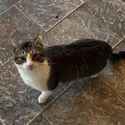 Mr. Friendly, Adoptable, Adult Male American Shorthair.