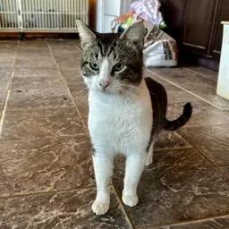 Enlarge Mr. Friendly, a Adoptable American Shorthair in Deerfield, IL image 2/2