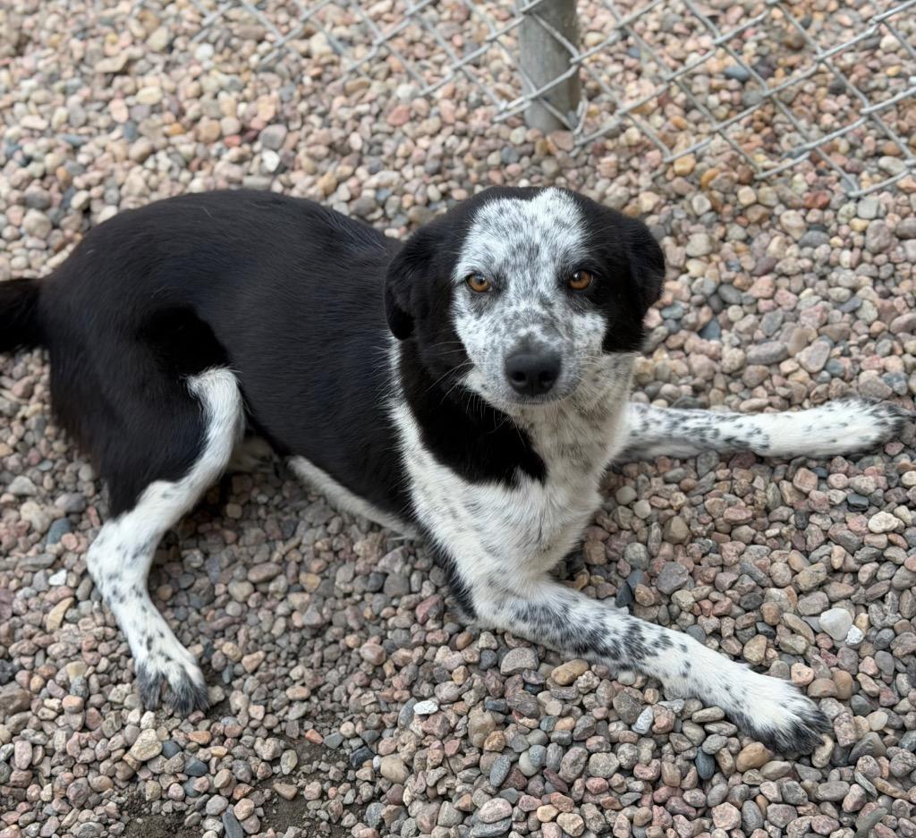 Enlarge Jonathan Joestar, a ADOPTABLE mixed breed in Columbus, NE image 1/1