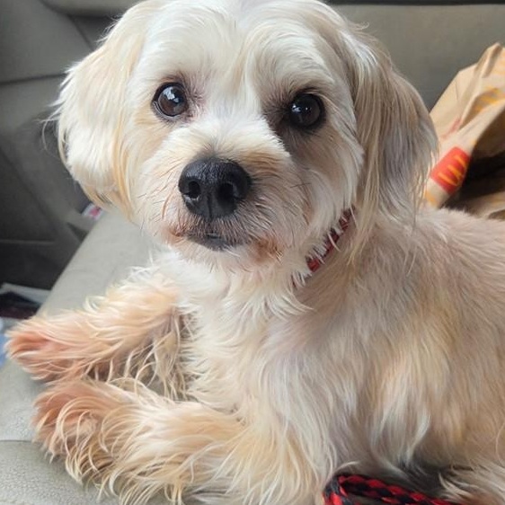 Jerry, Adopted, Adult Male Maltese & Yorkshire Terrier.