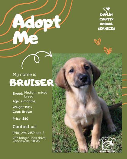 Enlarge Bruiser, a Adoptable mixed breed in Kenansville, NC image 1/2