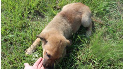 Enlarge Bruiser, a Adoptable mixed breed in Kenansville, NC image 2/2