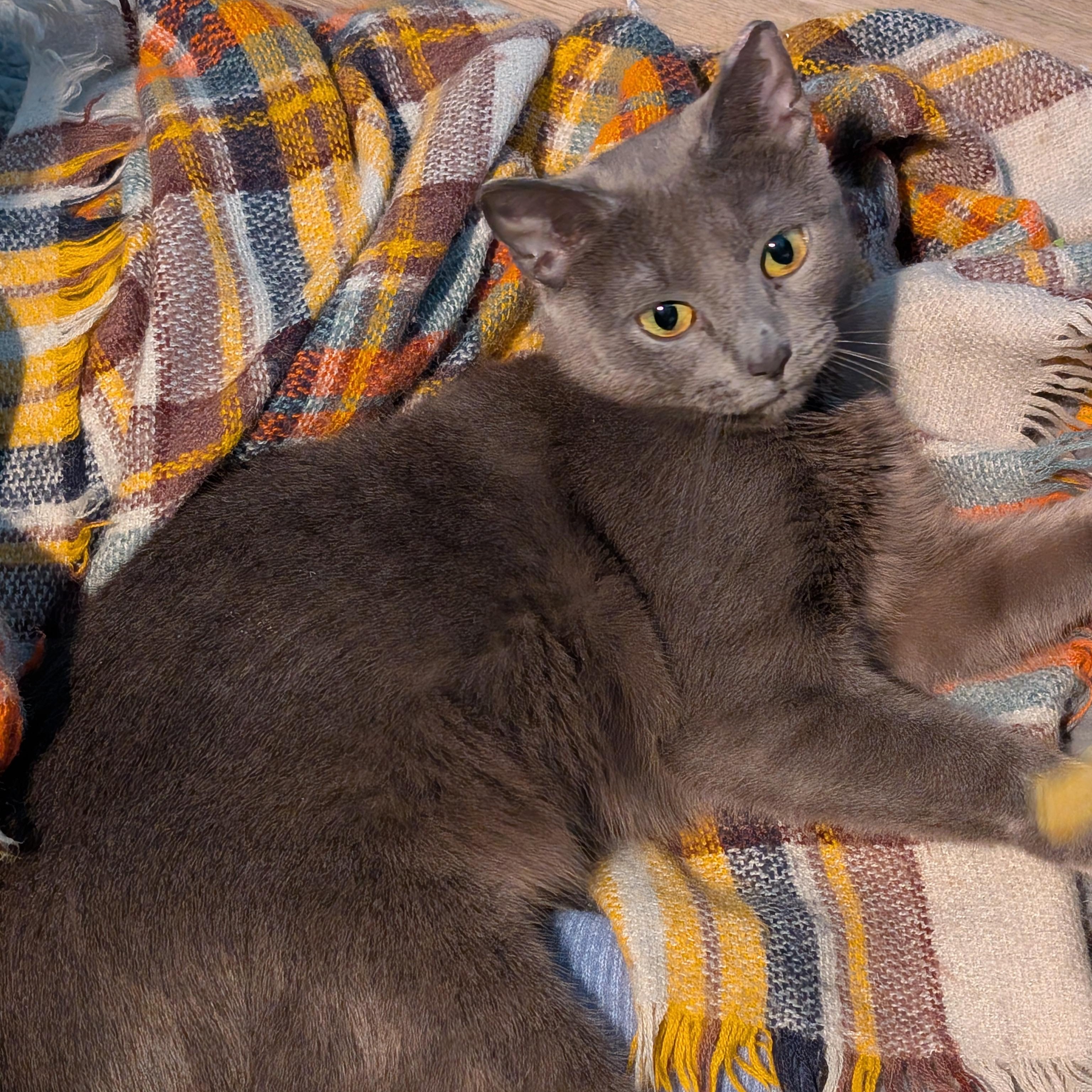 Enlarge Daphne, a ADOPTABLE mixed breed in Hyattsville, MD image 3/6