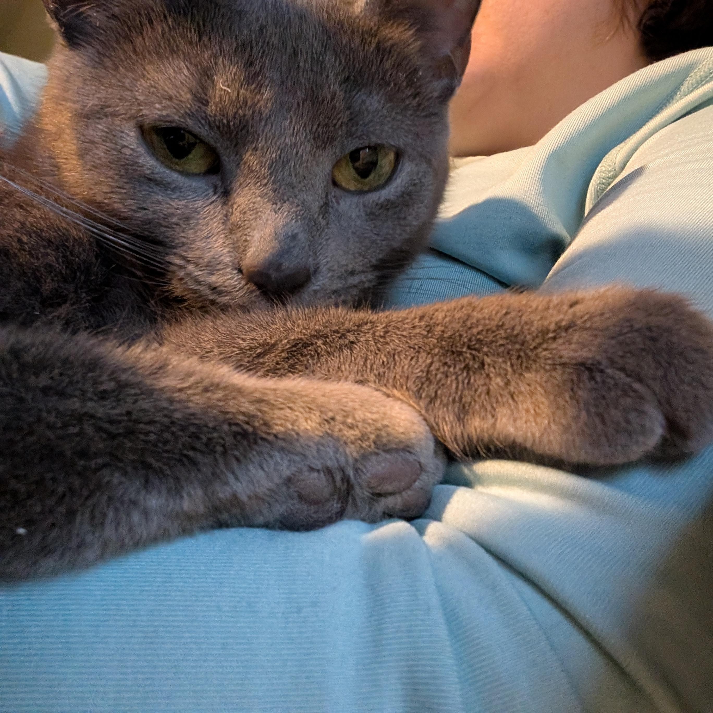 Enlarge Daphne, a ADOPTABLE mixed breed in Hyattsville, MD image 5/6