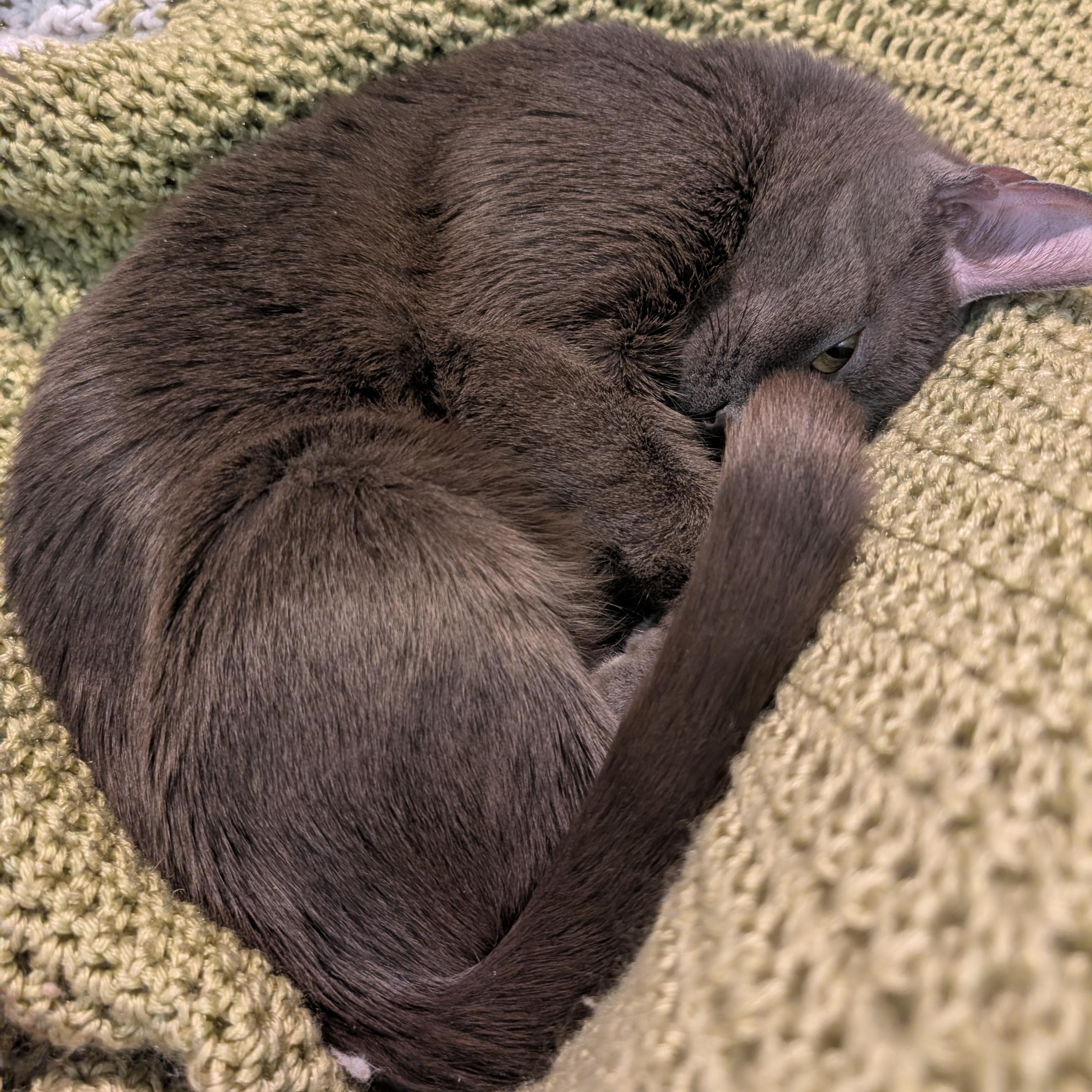 Enlarge Daphne, a ADOPTABLE mixed breed in Hyattsville, MD image 2/6