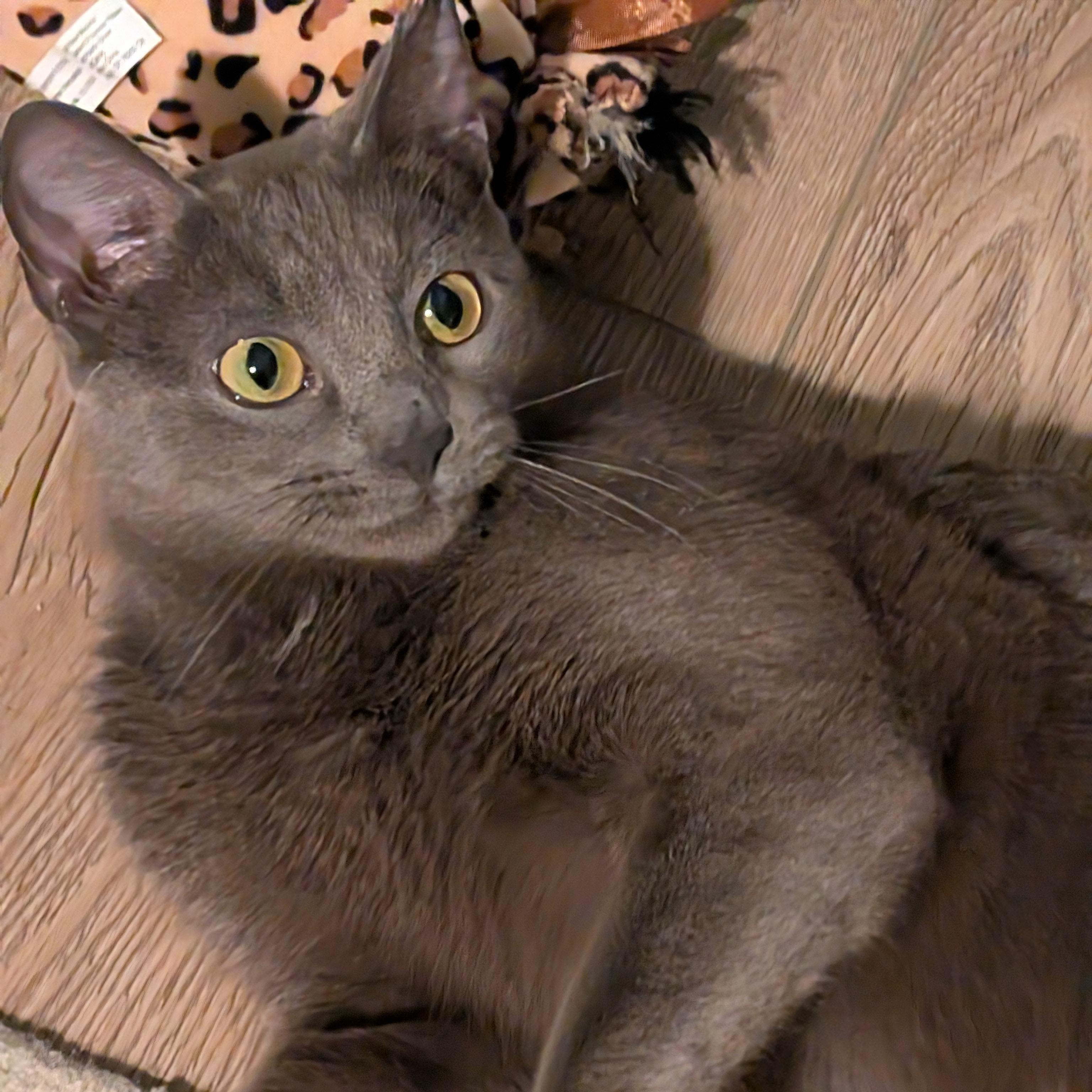 Enlarge Daphne, a ADOPTABLE mixed breed in Hyattsville, MD image 1/6