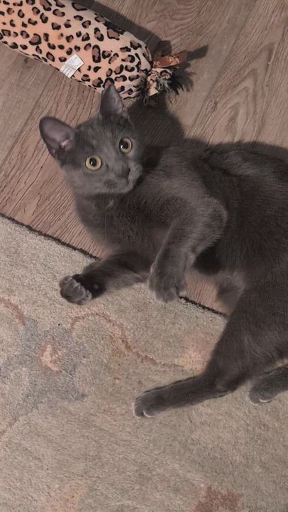 Enlarge Daphne, a ADOPTABLE mixed breed in Hyattsville, MD video 6/6