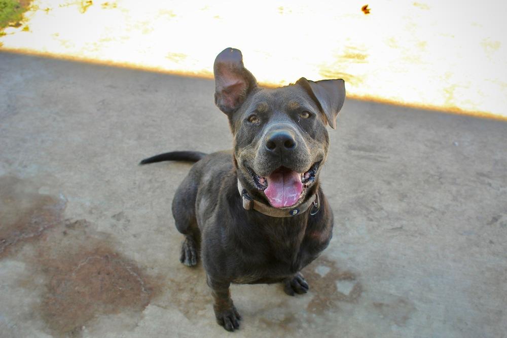 June, Adoptable, Adult Male Pit Bull Terrier.