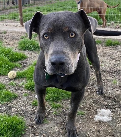 June, a Adoptable mixed breed in Sanger, TX image 2/6