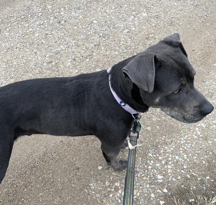 June, a Adoptable mixed breed in Sanger, TX image 3/6