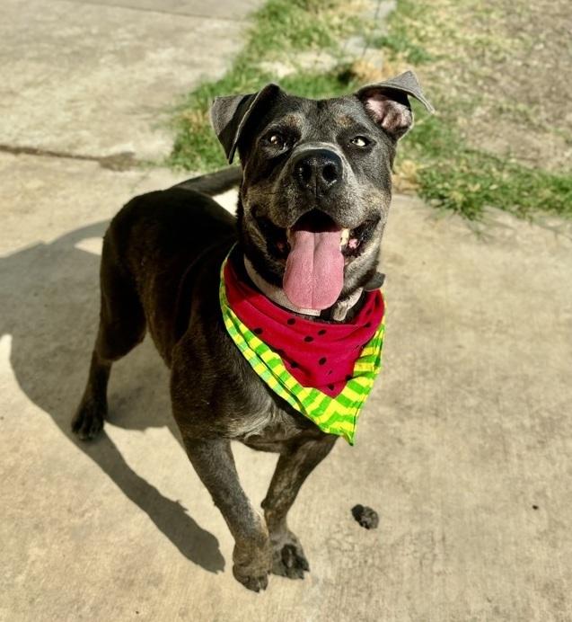 June, a Adoptable mixed breed in Sanger, TX image 4/6