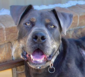 June, a Adoptable mixed breed in Sanger, TX image 5/6