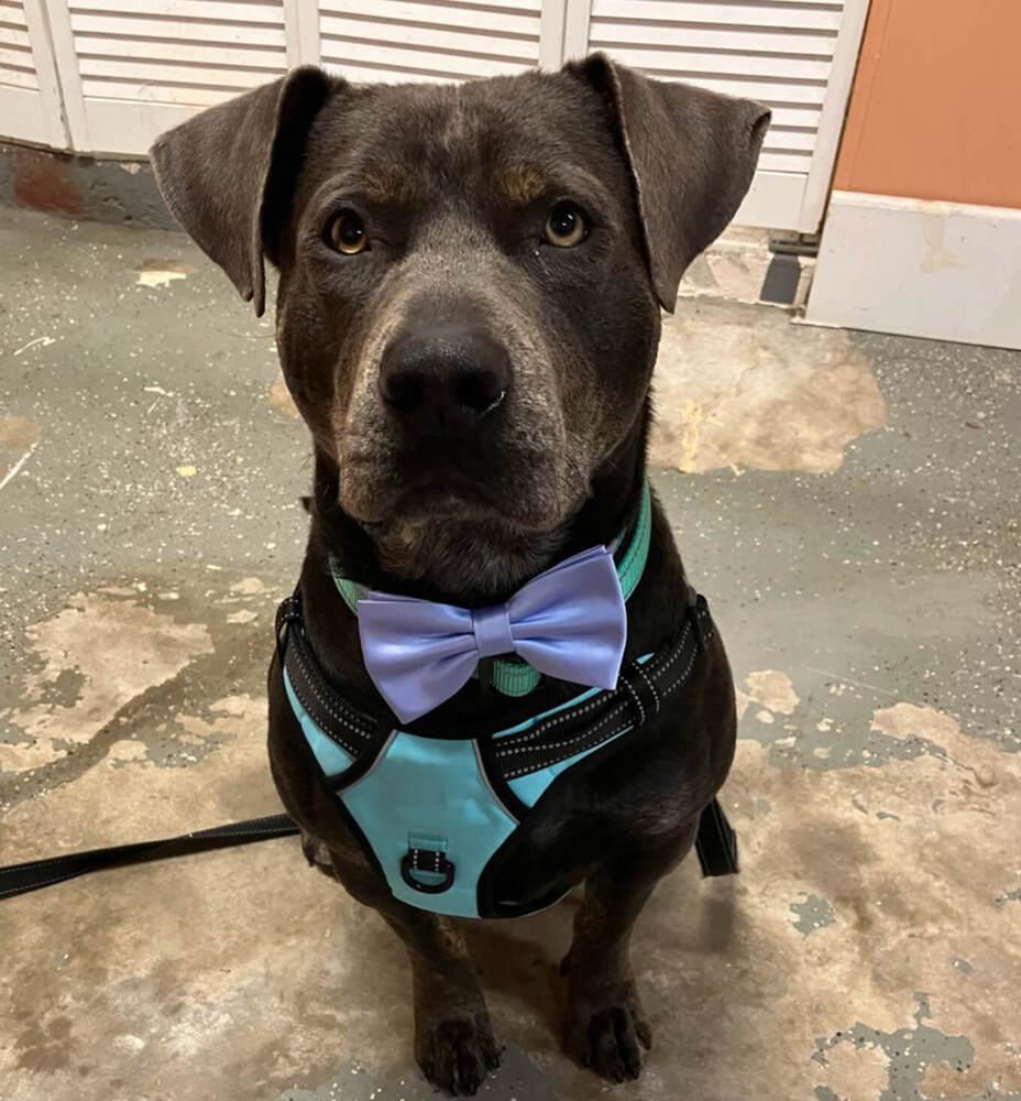 June, a Adoptable mixed breed in Sanger, TX image 6/6