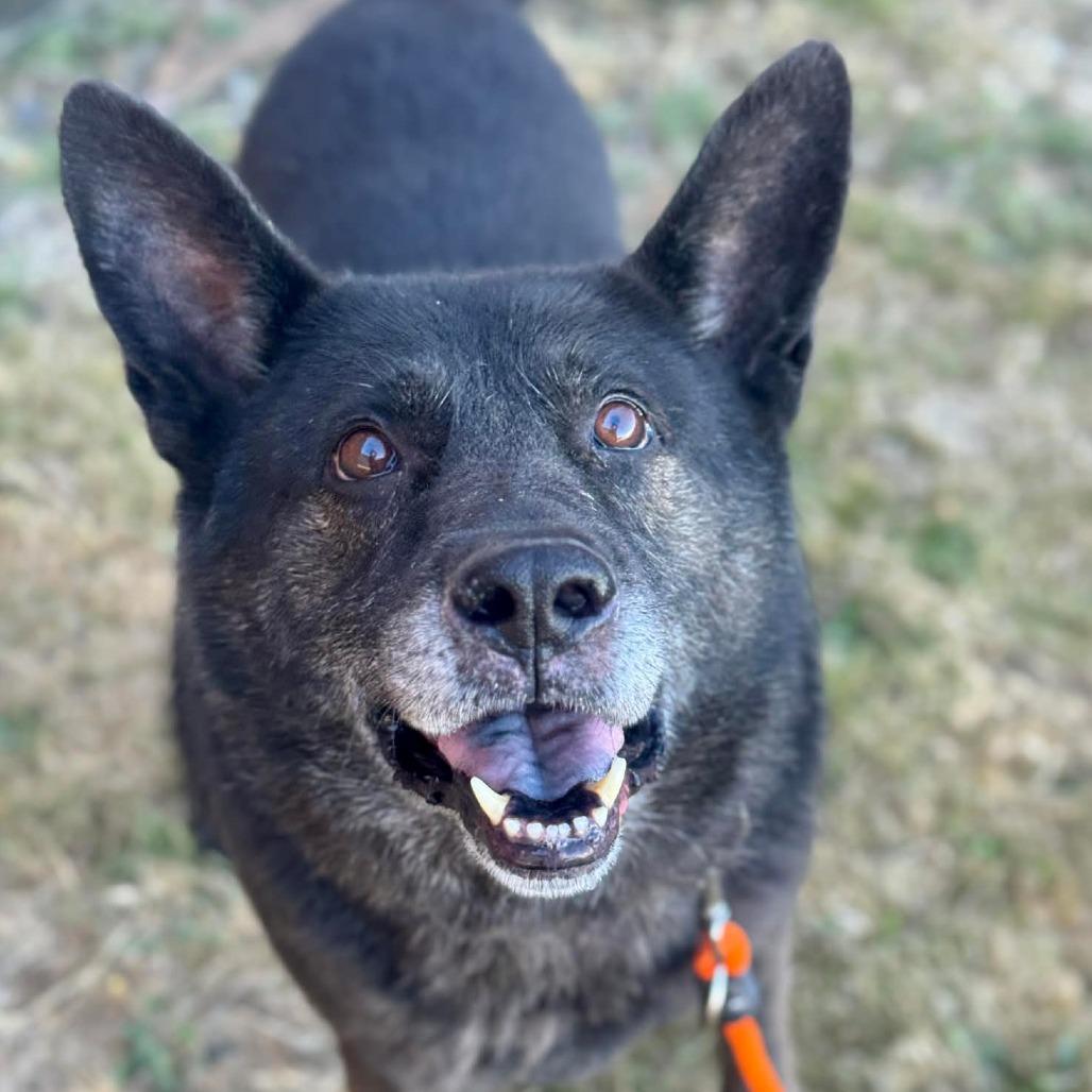 Captain, a Adoptable mixed breed in Tacoma, WA image 1/2