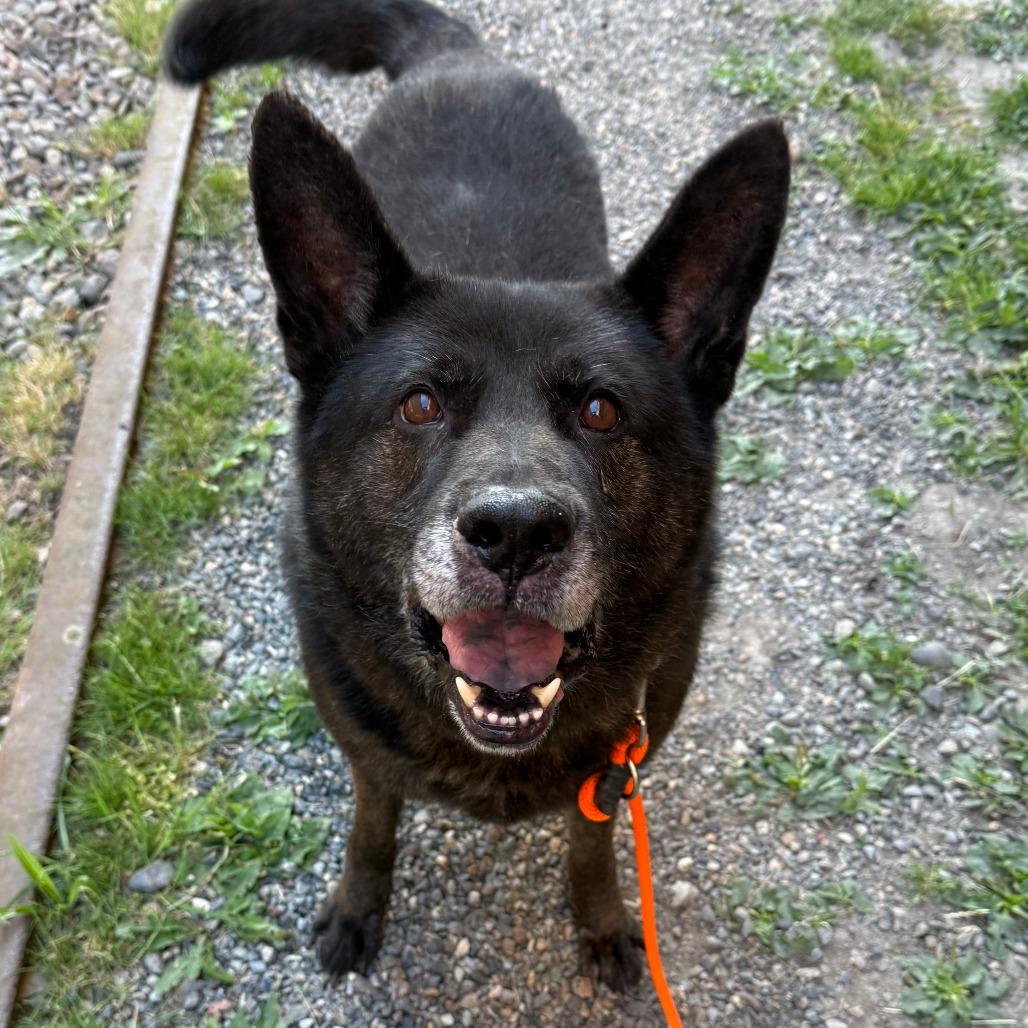 Captain, a Adoptable mixed breed in Tacoma, WA image 2/2