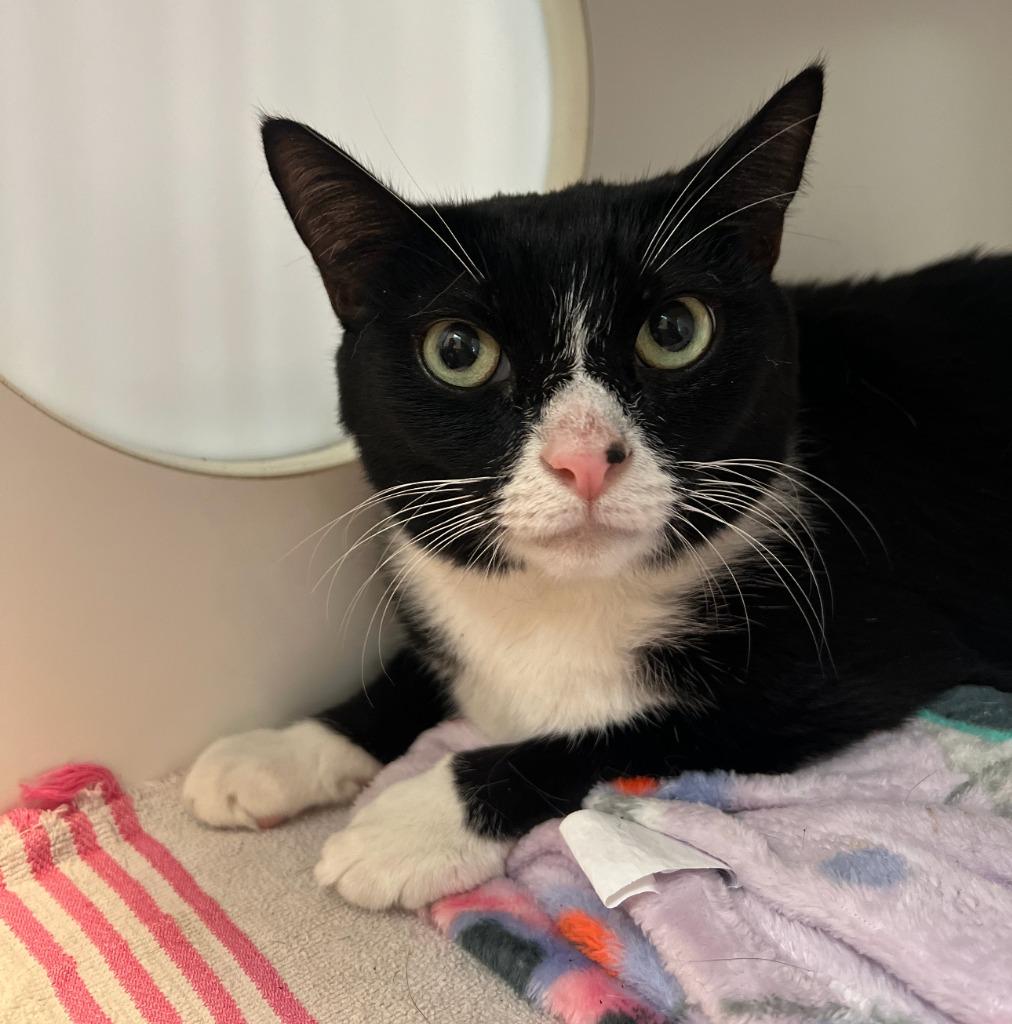 Sylvester, Adoptable, Adult Male Domestic Short Hair.