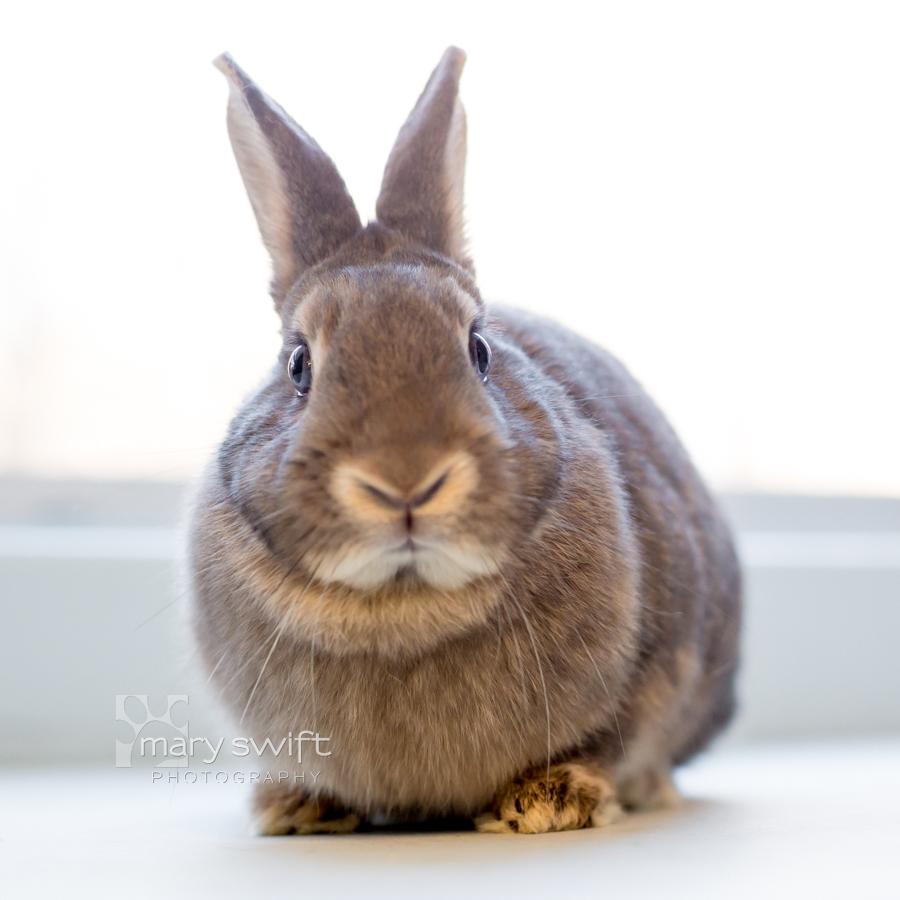 Enlarge Sapphire, a Adoptable American in Reisterstown, MD image 1/3