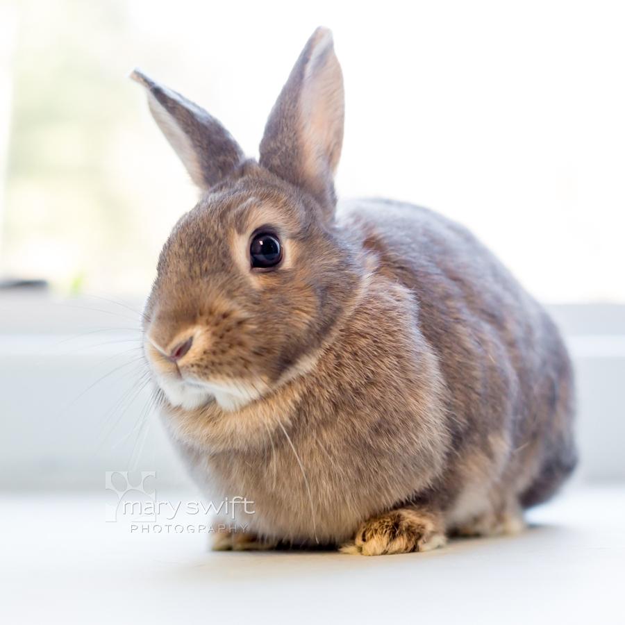 Enlarge Sapphire, a Adoptable American in Reisterstown, MD image 2/3