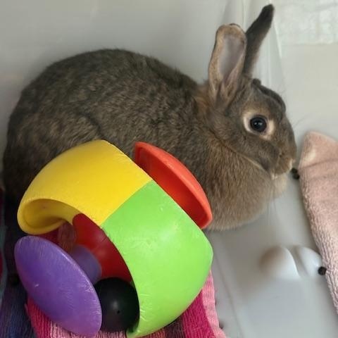 Enlarge Sapphire, a Adoptable American in Reisterstown, MD image 3/3